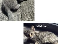 2Wunderschöne BKH Katzen abzugeben beide 300