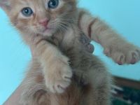 Babykatzen