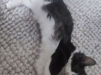 Ragdoll  mix Kater