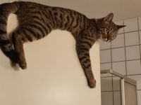 Bengalmischling sucht neues Zuhause