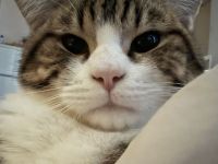 Persa Kater