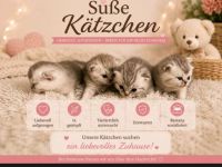 Vermittlung unserer BKH Kitten