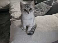 Auszugsbereite BKH Kitten