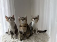 Süße Babykatzen zu verkaufen 🐾