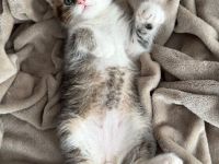 Süße Babykatzen zu verkaufen 🐾