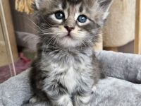 Maine Coon Kitten mit Stammbaum