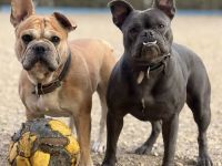 Schweren Herzens suchen wir für unsere beiden Hunde gemeinsam ein liebevolles neues Zuhause. ❤️