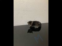 Katzen Babys