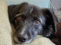 Ignis sucht ruhiges, stabiles Zuhause