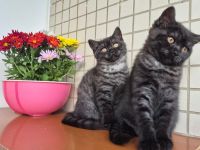 Süße BKH Kitten suchen ein liebevolles Zuhause!