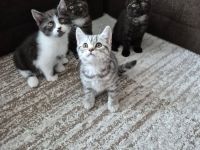 Süße BKH Kitten suchen ein liebevolles Zuhause!