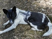 Lobita sucht ein ruhiges Zuhause
