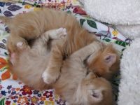 🐾 Sibirische Waldkatzen-Kitten suchen ihr Für-Immer-Zuhause 🐾