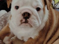 Englische Bulldoggenwelpen, weiblich, FCI-Stammbaum