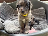 Golden Aussie Welpen aus liebevoller Familienaufzucht