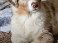Australian Shepherd Welpen