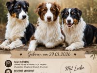Australian Shepherd Welpen