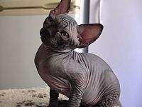 Canadia Sphynx-Junge aus Karlsruhe ist 7 Wochen alt geworden. Sommerangebot