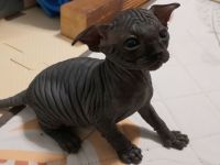 Canadian-Sphynx-Kitten aus liebevoller Hobbyzucht – ab Mitte Juli abgabebereit