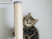 BKH Kitten reinrassig