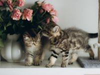 BKH Kitten reinrassig