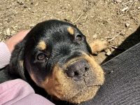Rottweiler-Welpe Coco sucht erfahrenes, liebevolles Zuhause 🖤