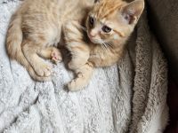 Katzenbabys abzugeben