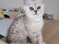 Wunderschöne reinrassige BKH Kitten suchen ein liebevolles Zuhause