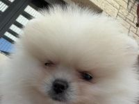 Zwei 4 Monate alte Pomeranian abzugeben
