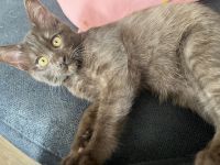 Wunderschöne Siam Kitten