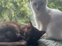 Wunderschöne Siam Kitten