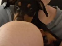 Verkaufe deutschen Pinscher Welpen 10 Wochen alt