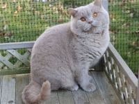BKH Kater kastriert
