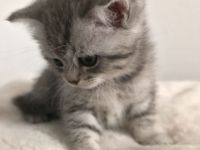 Bkh kitten, bkh Kätzchen