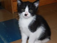 Liebe Kätzchen/Katzenbabys