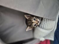 Mischlingskitten