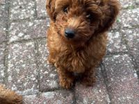 Toypudel/Zwergpudel-11Wochen-Apricot/Red-Brown