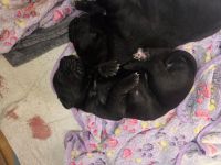 Cane corso welpen zu verkaufen