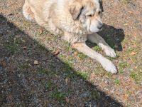 Kaukasischer Schäferhund
