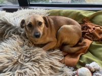 Nanni, kleine Labrador Mix Hündin