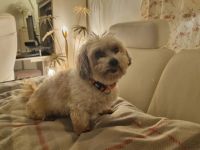 Louie - ein Hund zum Verlieben