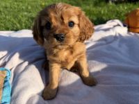 Cavalier King Charles Spaniel Welpen FCI