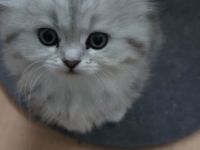 BKH Babykatzen (zwei Mädchen und ein Junge sind schon reserviert)