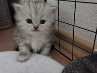 BKH Babykatzen (eine Mädchen ist schon reserviert)