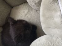 BKH Kitte weiblich