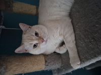 Hübscher kater