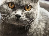 BKH Kitten reinrassige lilac blau