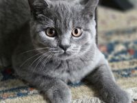 reinrassige BKH Kitten abgabebereit