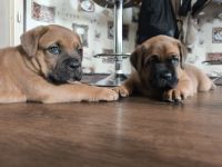 Bordeaux Dogge/ Cane Corsa Mix