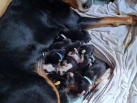 Großer Schweizer Sennenhund